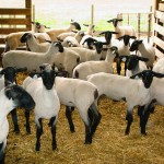 Shepherd’s symposium coming to Wooster sheep