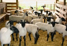 Shepherd’s symposium coming to Wooster sheep