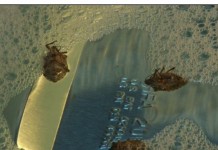 Homemade stink bug traps squash store models