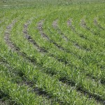 Winter wheat production lagging