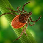 How to protect yourself from tickborne diseases via Ohio ticks tick up close