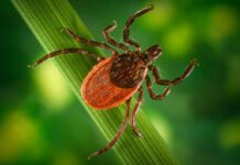 Expect to see more ticks statewide this season tick up close