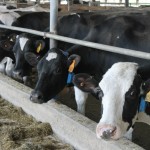 Hopeway Dairy Farm: Always looking to the farm’s future
