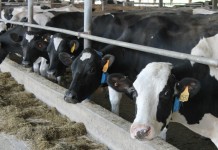 Hopeway Dairy Farm: Always looking to the farm’s future