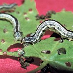 Fall Cankerworms make major May appearance in West Virginia