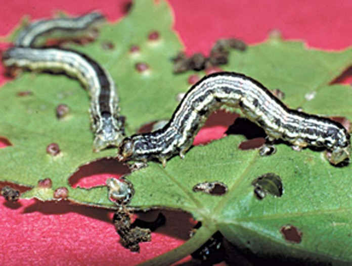 cankerworm