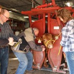 Male chromosome hinders beef cattle reproduction Photo by Janice Watts