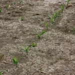 Grain prices fall as seed hits the ground