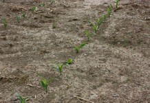 Grain prices fall as seed hits the ground