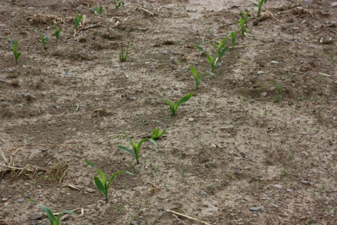 corn seedlings.2.JPG