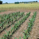 Crop update: still wet, but could be worse