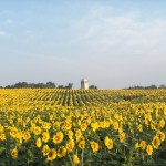 Wayne County farm is home to the ‘happy field’ sunflowers