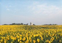 Wayne County farm is home to the ‘happy field’ sunflowers