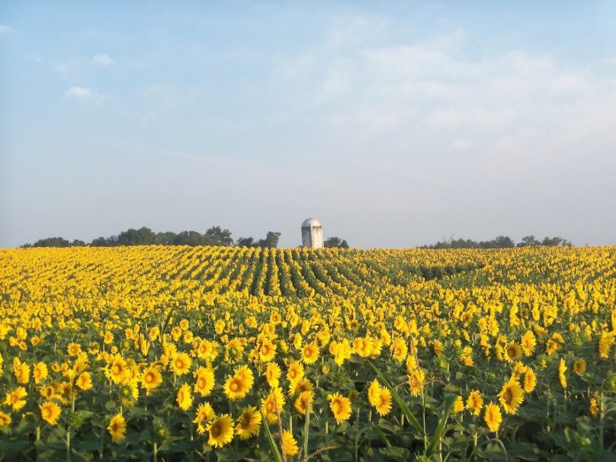 sunflowers sunflowers