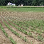 Flooding a problem for Ohio farmers