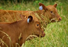 U.S. cattle: Low inventory means producers reap benefits