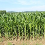 Huge crop or early frost: Race is on