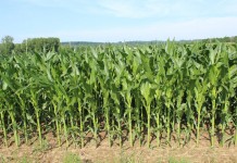 Huge crop or early frost: Race is on