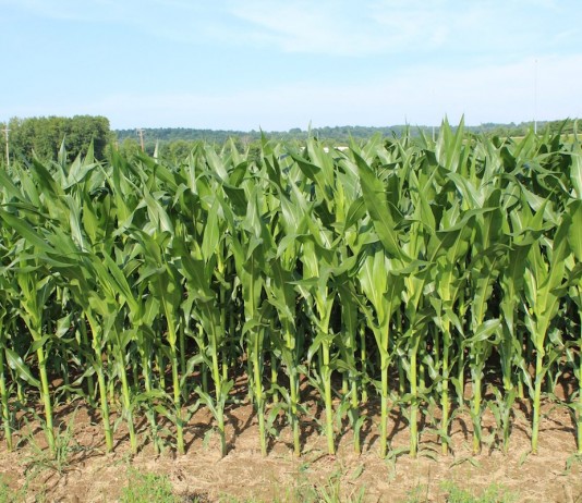 Huge crop or early frost: Race is on