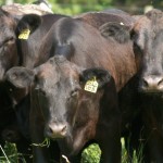 U.S. cattle inventory down 3 percent from 2012