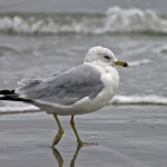 Old feathered friends can be found at the beach