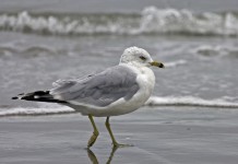 Old feathered friends can be found at the beach