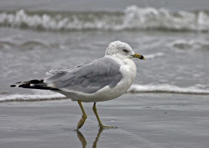 Ring-billed_Gull_eb