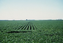 Natural habitat to control farm pests not always win-win soybean field
