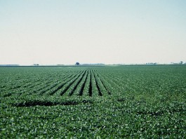 soybean field