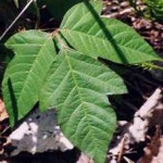 Poison ivy