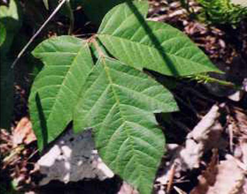 Poison ivy leaves