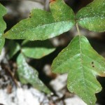 Poison oak