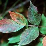Poison sumac