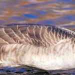 Despite geese supporters, Mill Creek MetroPark board affirms euthanasia decision Canada goose