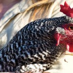 Urban farms prove to be beneficial to families and neighborhoods Chicken