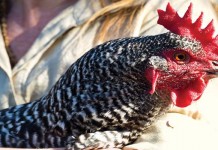 Urban farms prove to be beneficial to families and neighborhoods Chicken