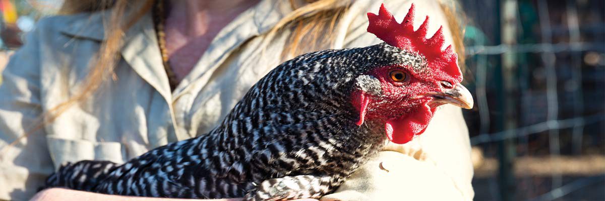 Urban farms prove to be beneficial to families and neighborhoods Chicken