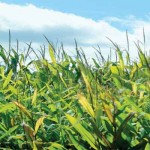 Weather indicates big crop, mixed blessing Corn field