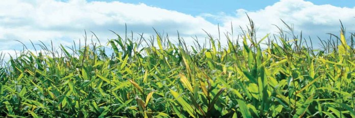 Corn field Corn field