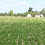Cover crops as alternative forages can be beneficial Cover crops field