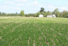 Cover crops as alternative forages can be beneficial Cover crops field