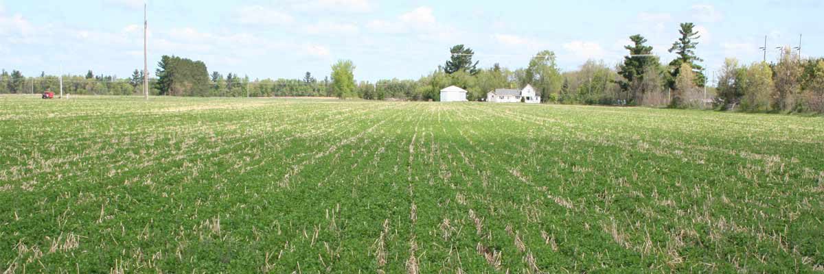 Cover crops field