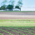 Different crops may have a place in the fields Crop field