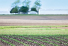 Different crops may have a place in the fields Crop field