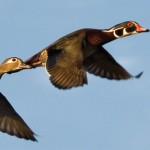 Ohio waterfowl hunting season dates updated ducks