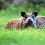 Raise awareness for invasive species Feb. 21-27 Feral pigs