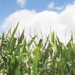 Drones could be useful in farming, according to professor Crop field