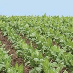 Farmers, consultants needed for major initiative to update fertilizer guidelines Field