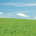 Farmland to be conserved in Pickaway County, Ohio Field in summer