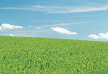 Farmland to be conserved in Pickaway County, Ohio Field in summer